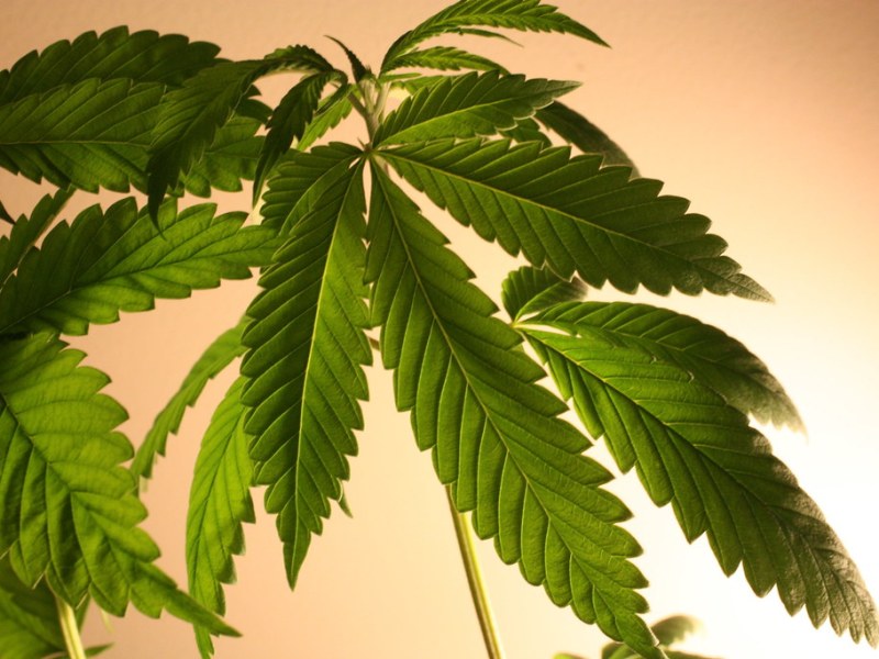 CBD UK: Revolutionizing Health and Wellness in the UK